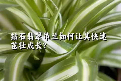 钻石翡翠吊兰如何让其快速茁壮成长？