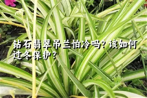 钻石翡翠吊兰怕冷吗？该如何过冬保护？