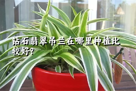 钻石翡翠吊兰在哪里种植比较好？