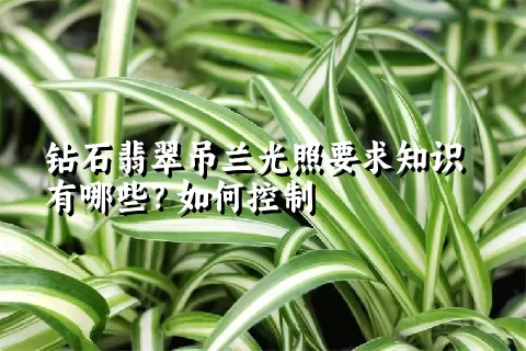 钻石翡翠吊兰光照要求知识有哪些？如何控制