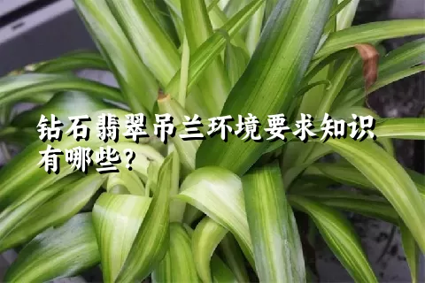 钻石翡翠吊兰环境要求知识有哪些？