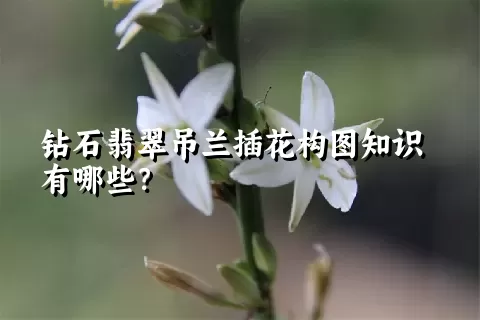 钻石翡翠吊兰插花构图知识有哪些？