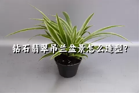 钻石翡翠吊兰盆景怎么造型？