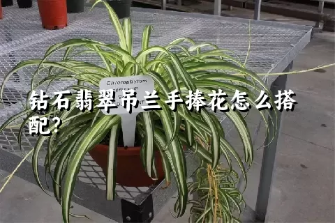 钻石翡翠吊兰手捧花怎么搭配？