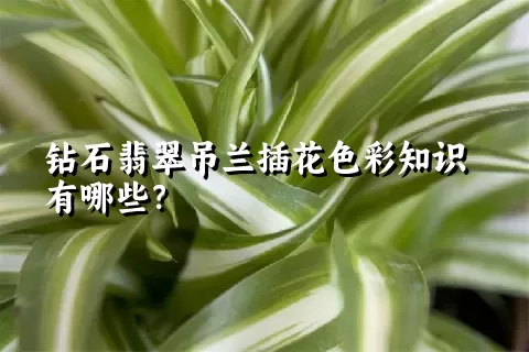 钻石翡翠吊兰插花色彩知识有哪些？