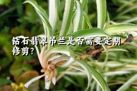 钻石翡翠吊兰是否需要定期修剪？