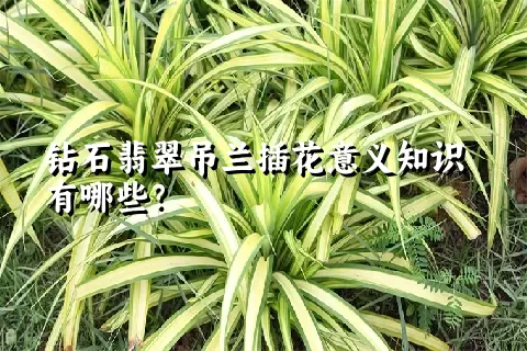 钻石翡翠吊兰插花意义知识有哪些？