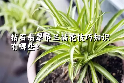 钻石翡翠吊兰插花技巧知识有哪些？