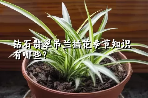 钻石翡翠吊兰插花季节知识有哪些？