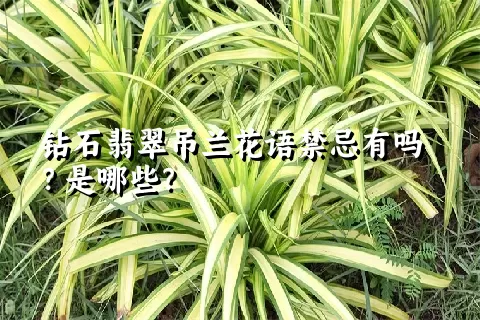 钻石翡翠吊兰花语禁忌有吗？是哪些？