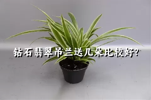 钻石翡翠吊兰送几朵比较好？