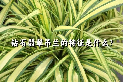 钻石翡翠吊兰的特征是什么？