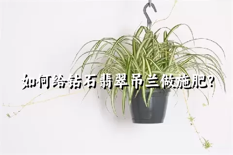 如何给钻石翡翠吊兰做施肥？