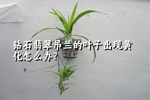 钻石翡翠吊兰的叶子出现黄化怎么办？