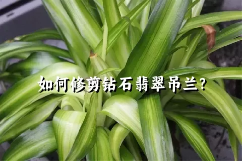 如何修剪钻石翡翠吊兰？