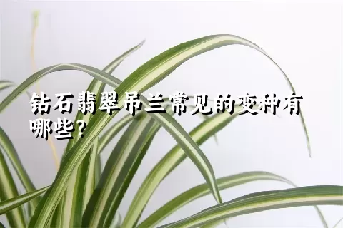 钻石翡翠吊兰常见的变种有哪些？