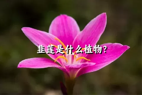 韭莲是什么植物？