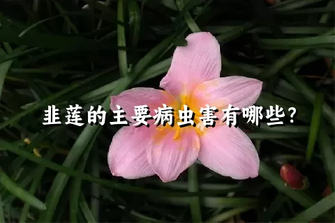 韭莲的主要病虫害有哪些？