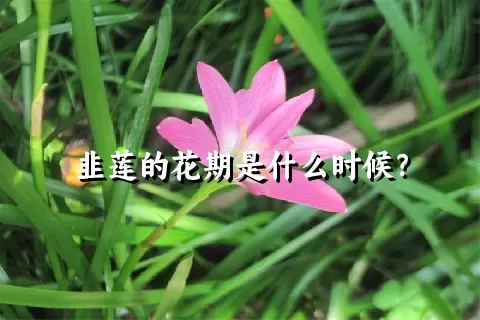 韭莲的花期是什么时候？