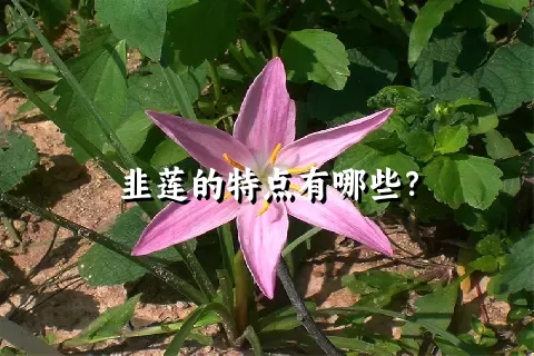 韭莲的特点有哪些？