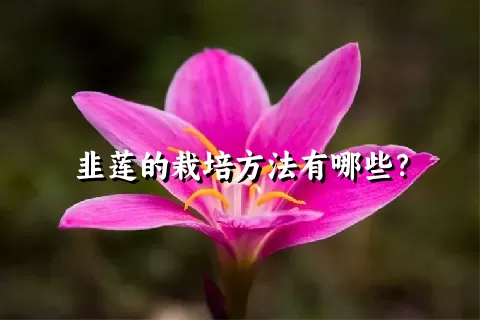 韭莲的栽培方法有哪些？