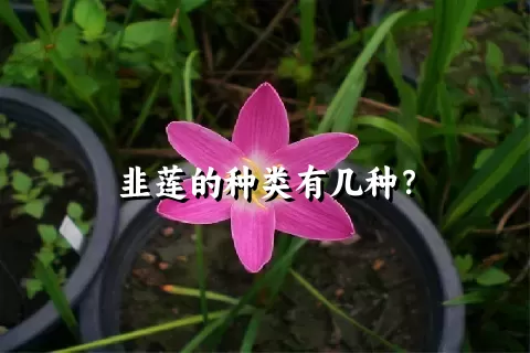 韭莲的种类有几种？