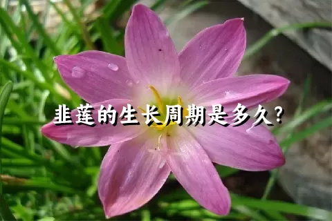 韭莲的生长周期是多久？