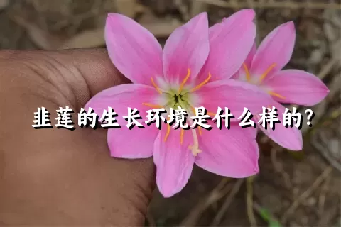 韭莲的生长环境是什么样的？