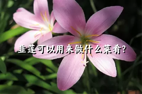 韭莲可以用来做什么菜肴？