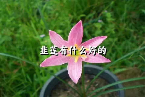 韭莲有什么好的