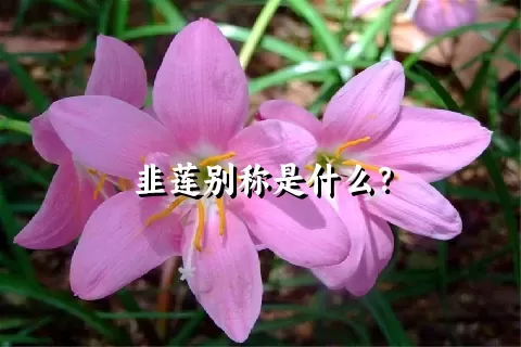 韭莲别称是什么？