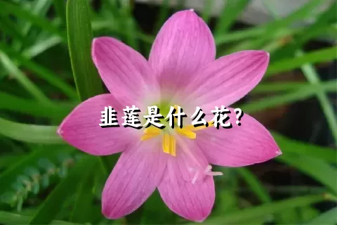 韭莲是什么花？