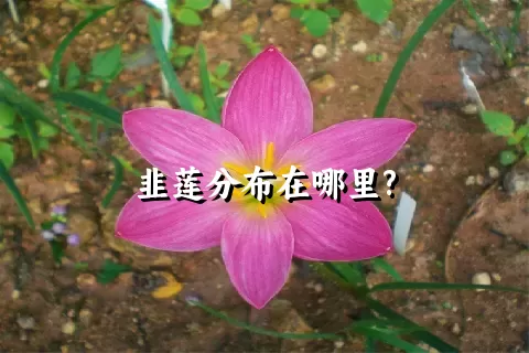 韭莲分布在哪里?