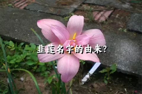 韭莲名字的由来？