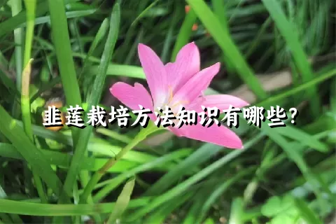 韭莲栽培方法知识有哪些？