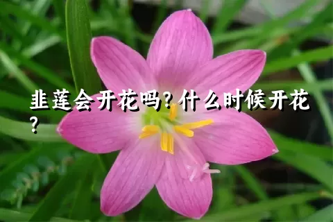 韭莲会开花吗？什么时候开花？