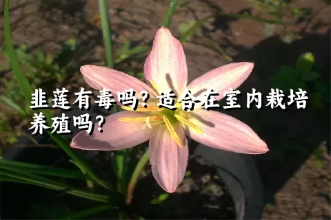 韭莲有毒吗？适合在室内栽培养殖吗？