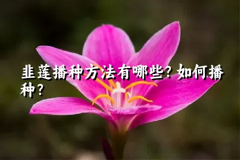 韭莲播种方法有哪些？如何播种？