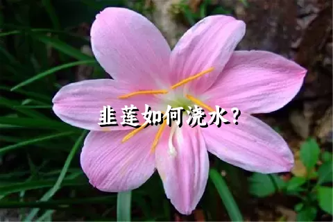 韭莲如何浇水？