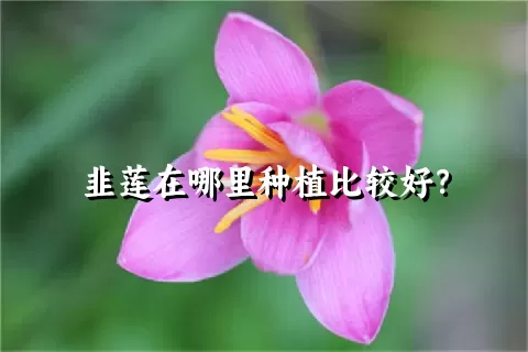 韭莲在哪里种植比较好？