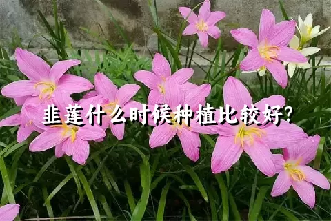 韭莲什么时候种植比较好？