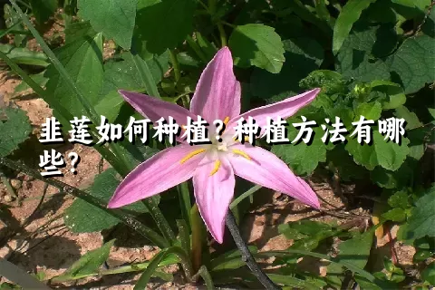 韭莲如何种植？种植方法有哪些？