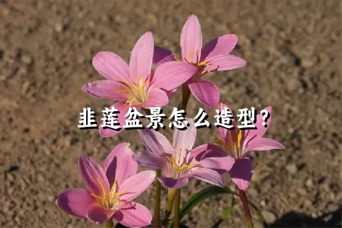 韭莲盆景怎么造型？