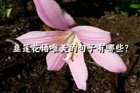 韭莲花语唯美的句子有哪些？