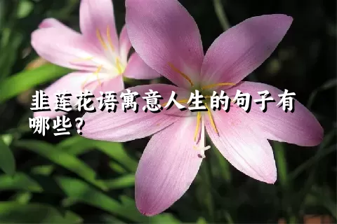 韭莲花语寓意人生的句子有哪些？