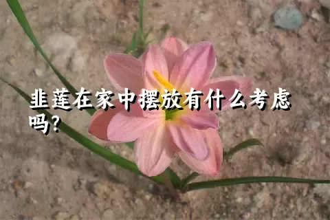 韭莲在家中摆放有什么考虑吗？