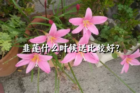 韭莲什么时候送比较好？