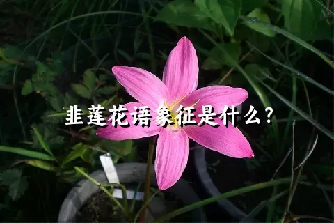 韭莲花语象征是什么？