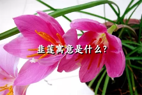 韭莲寓意是什么？