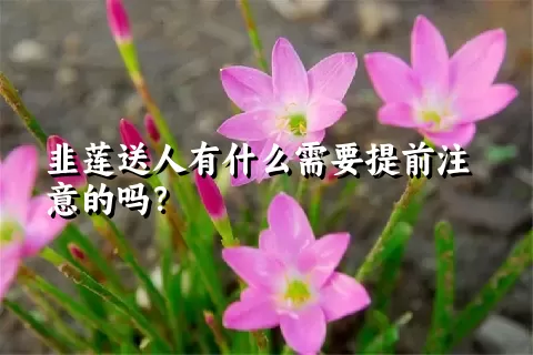 韭莲送人有什么需要提前注意的吗？